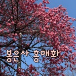 중앙플라워구꽃미술관 | #봉은사 #홍매화 #봄여행 #3월전시추천 #무료전시추천 #국립현대미술관 #국립중앙박물관 #예술의전당 #기억해요삼일절 #봄네일아트...