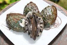 (생산자직송) 선물용 특대전복 1kg(11~12미) : 완도전복생산자협동조합