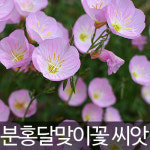 분홍 달맞이꽃 씨앗 낮 달맞이꽃 씨 종자 500알 : 가람원