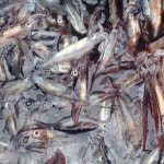 바리바리수산 동해안 활 급냉 오징어 500g 1kg 한입 통찜 생물 냉동 제철 : 바리바리수산