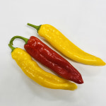 국내산 롱스위트 파프리카 1kg : 산정마을