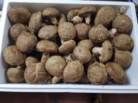 무농약 생표고버섯 1kg 건표고버섯 100g 동고 화고 슬라이스 : 토박이버섯농원