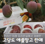 제주 애플망고 3k 특상품 선물용 : 갤러리아팜스