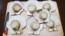 연안에드마트 | 연안부두 조개 고르기 바지락 대합 홍합 소라 가리비 꼬막 상합 모시 키조개 : 바다베개