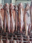 반건조코다리 5미 1미 명태 손질 속초코다리 : 바다베개