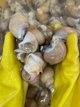 바른밀면&바른수산 포항흥해점 | 포항 백골뱅이 1kg 당일조업 생물 골뱅이 백고동 생골뱅이 냉동 제철 : 포항 바른수산
