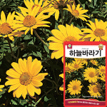 다농 하늘바라기 씨앗 100립 거짓해바라기 꽃씨 다년생 종자 : 산들마켓샵