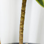 송오브인디아 15cm 중형 드라세나 공기정화 플랜테리어 화초 실내 관엽 반려식물 대성식물 : 대성식물