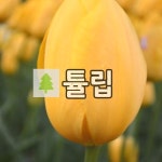 튤립 꽃구근 빅스마일 20개 : 경동농원