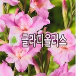 글라디올러스 꽃구근 차밍레이디 15개묶음 : 목림원예