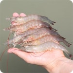유어비마켓 | 활흰다리새우 1kg (29미 내외) 당일작업 소분 빙장 제철해산물 : 비스타임