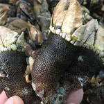 홍영두통영로컬푸드 | 통영 거제도 자연산 자숙 거북손 1kg : 구례로컬푸드