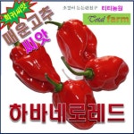 희귀씨앗/고추하바네로레몬- 10립/청양고추30배 : 오로라장터