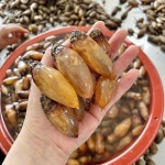 마산 진동면 횟감 생물 참미더덕 손질 미더덕 200g 500g 1kg 산지직송 : 바다베개