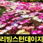 사철채송화 리빙스턴데이지 혼합 씨앗 50립 : 기린마켓16호
