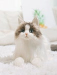 오페라 인셀덤 | 리얼 고양이 인형 애착 피규어 모형 진짜같은 렉돌 봉제인형 : 유니 로지스
