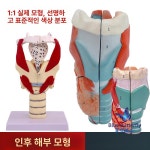 성대 후두 모형 발성 실험실 음악 인대 모델 인체모형 교사용 갑상선 보컬 구조 교구 구강 : 에잇디글로벌