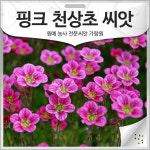 천상화 아트 플라워 | 핑크 천상초 씨앗 운간초 종자 천상화 꽃씨 씨 100알 : 가람원