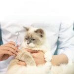 칩리더 대전괴정점 | 마이크로칩 리더기 반려견 칩스캐너 강아지 고감도 길고양이 내장칩 : 셀리오마켓