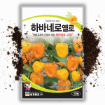 하바네로 옐로 고추씨앗 10립 멕시코 고추 매운 Habanero 희귀 채소 씨앗 : 씨앗팜