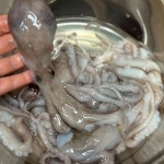 주식회사 정든낙지삼계 | 탱글 낙지 1kg : 주식회사 맹도르