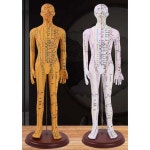 경혈 모형 침자리 여자 혈도 지압 남자 신체 혈자리 52CM 남성 스킨 : 라이즈온 쇼핑몰