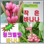 희귀씨앗/핑크벨벳 바나나 5립 - 미니바나나 : 팝스페이스