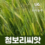 청보리 씨앗 20kg 국내산 보리 겉보리 씨앗/도시농부 피아 : 사계절농산
