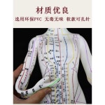 한의원 침술 마네킹 한의학 교육용 인체모형 경혈지도 52cm 남성 황색 : 리도스