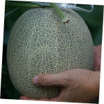 가구장이소파나라 | 멜론 머스크 대과 선별 과즙 꽉찬, 4개 : 침대나라 소파공주