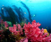 제주 산호 - 문섬 해역 산호