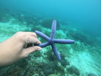 제이비렙스쿠버엔프리다이빙