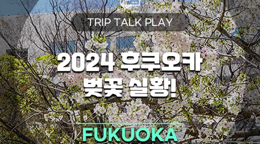 24년 4월 후쿠오카 벚꽃 현황 + 벚꽃명소 추천