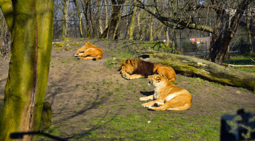아우크스부르크 동물원