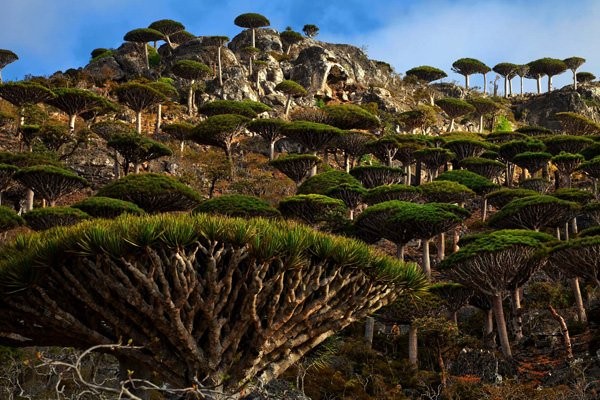 Socotra