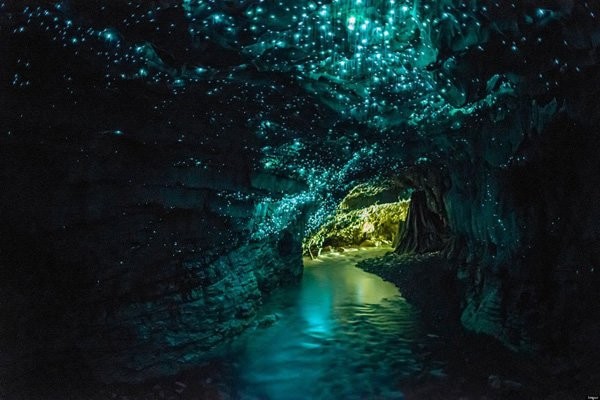 Waitomo Glowworm