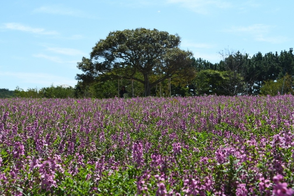 태안 가을꽃박람회 전시 썸내일