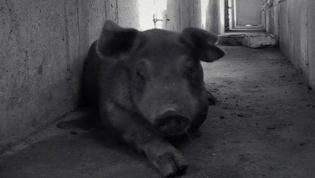 돼지공장 영상