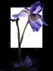 박상훈 : 화양연화 - Carpe Diem 전시 썸내일