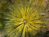 트리디비 - 각종황금송(농장정리)010-3681-5786 트리디비(treedb)