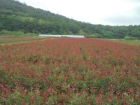 트리디비 - 홍가시(레드로빈) 판매/납품합니다. 트리디비(treedb)