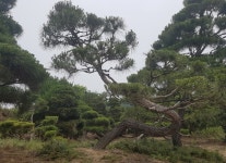 트리디비 - 소나무 판매   -사진참조- 트리디비(treedb)
