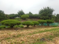 트리디비 - 소나무 판매   -사진참조- 트리디비(treedb)