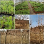 트리디비 - ※백배롱 ,금송 ,은행나무 착한가격으로 판매합니다♧♧ 트리디비(treedb)