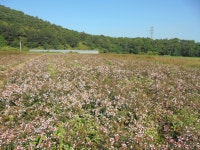 트리디비 - 홍가시/레드로빈/황금사철/꽃댕강/화살나무/광나무 트리디비(treedb)