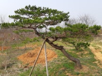 트리디비 - 산채 가부리 미니조경수 팝니다 트리디비(treedb)