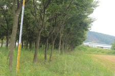 트리디비 - ★★★느티나무 판매합니다★★★ 트리디비(treedb)