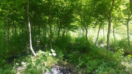 트리디비 - A급 공작단풍(R12~35) 800여주 트리디비(treedb)