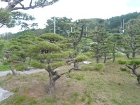 트리디비 - [부산]소나무 조형목 확실 합니다 트리디비(treedb)