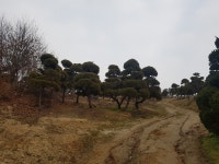 트리디비 - 실생씨반송전문 만평농장,규격다양,최저. . . 트리디비(treedb)